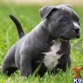 American Pit Bull